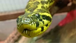 Snake Image